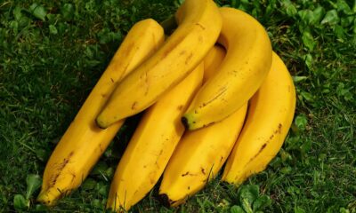 pisang terancam punah
