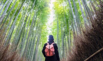 Bambu Bisa Jadi Penyelamat Lingkungan