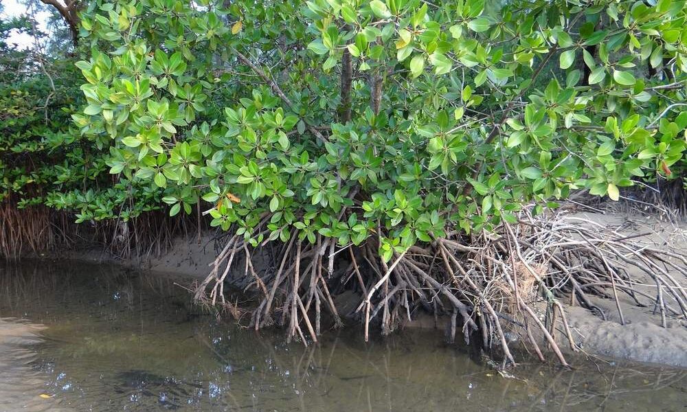 Mangrove Garda Terdepan Saat Badai Datang