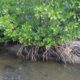 Mangrove Garda Terdepan Saat Badai Datang