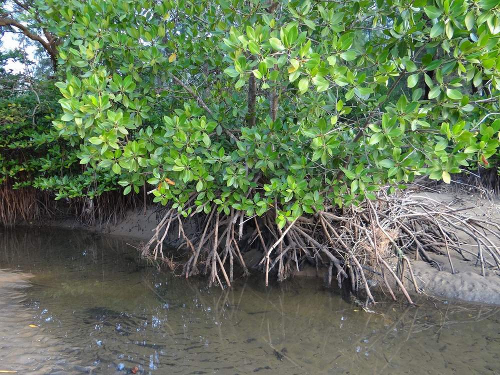 Mangrove Garda Terdepan Saat Badai Datang
